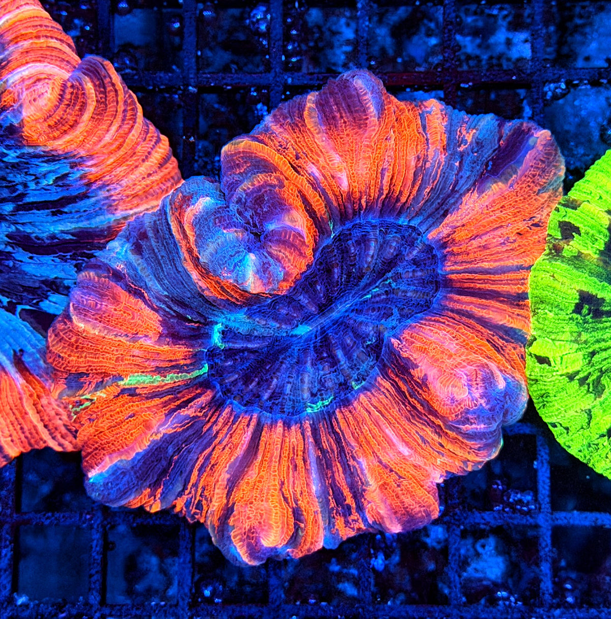 Rainbow trachy