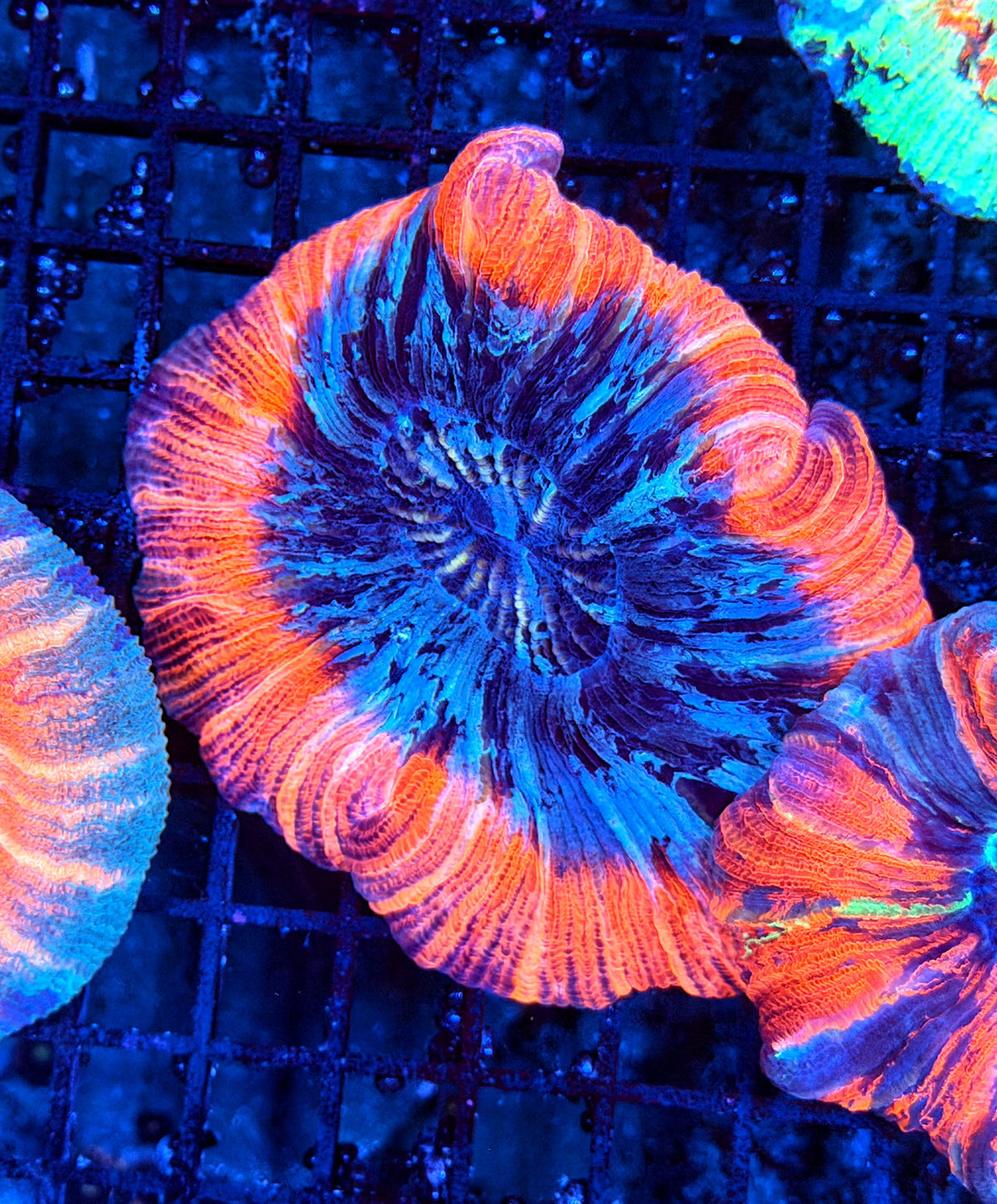 Rainbow trachy