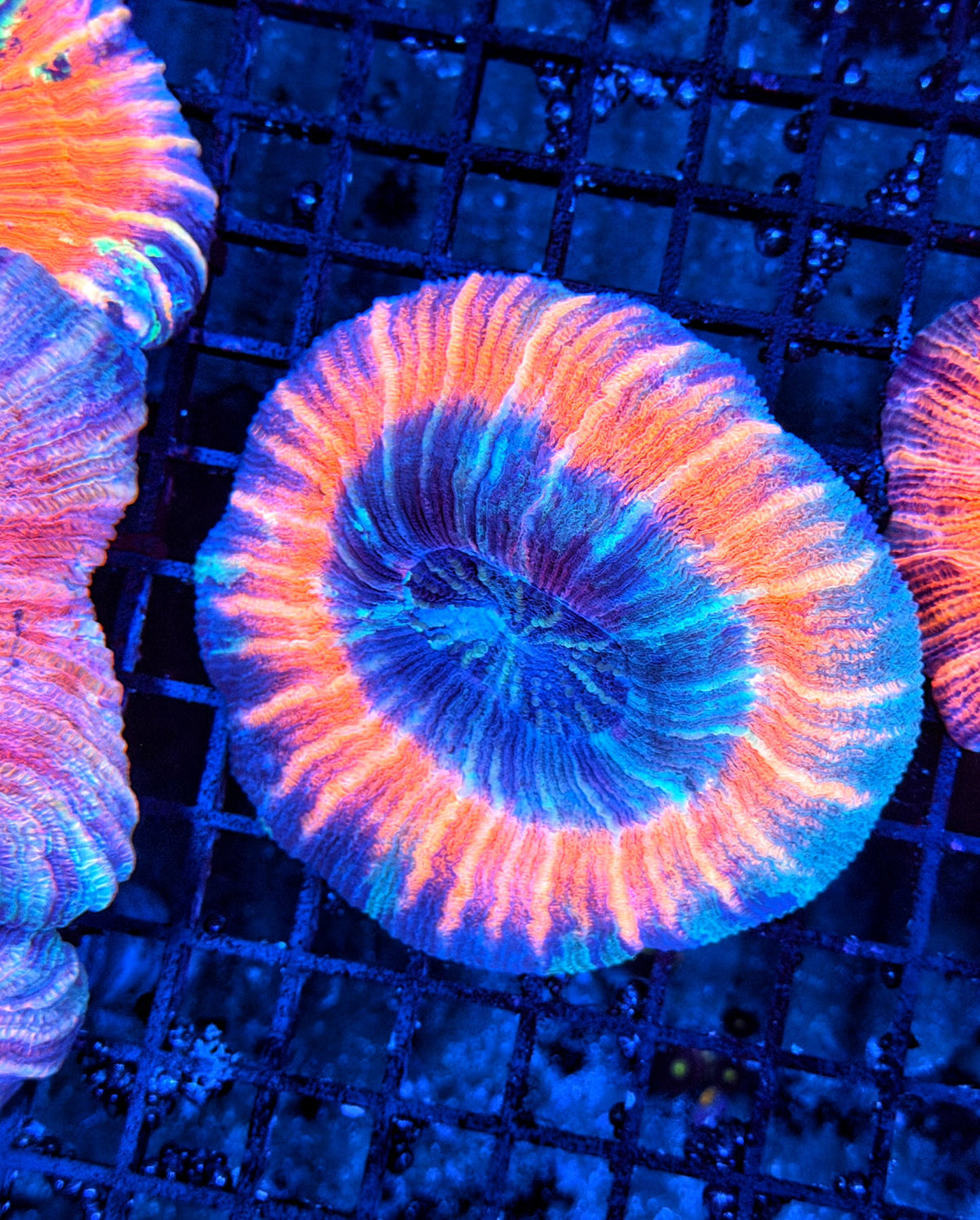 Rainbow trachy