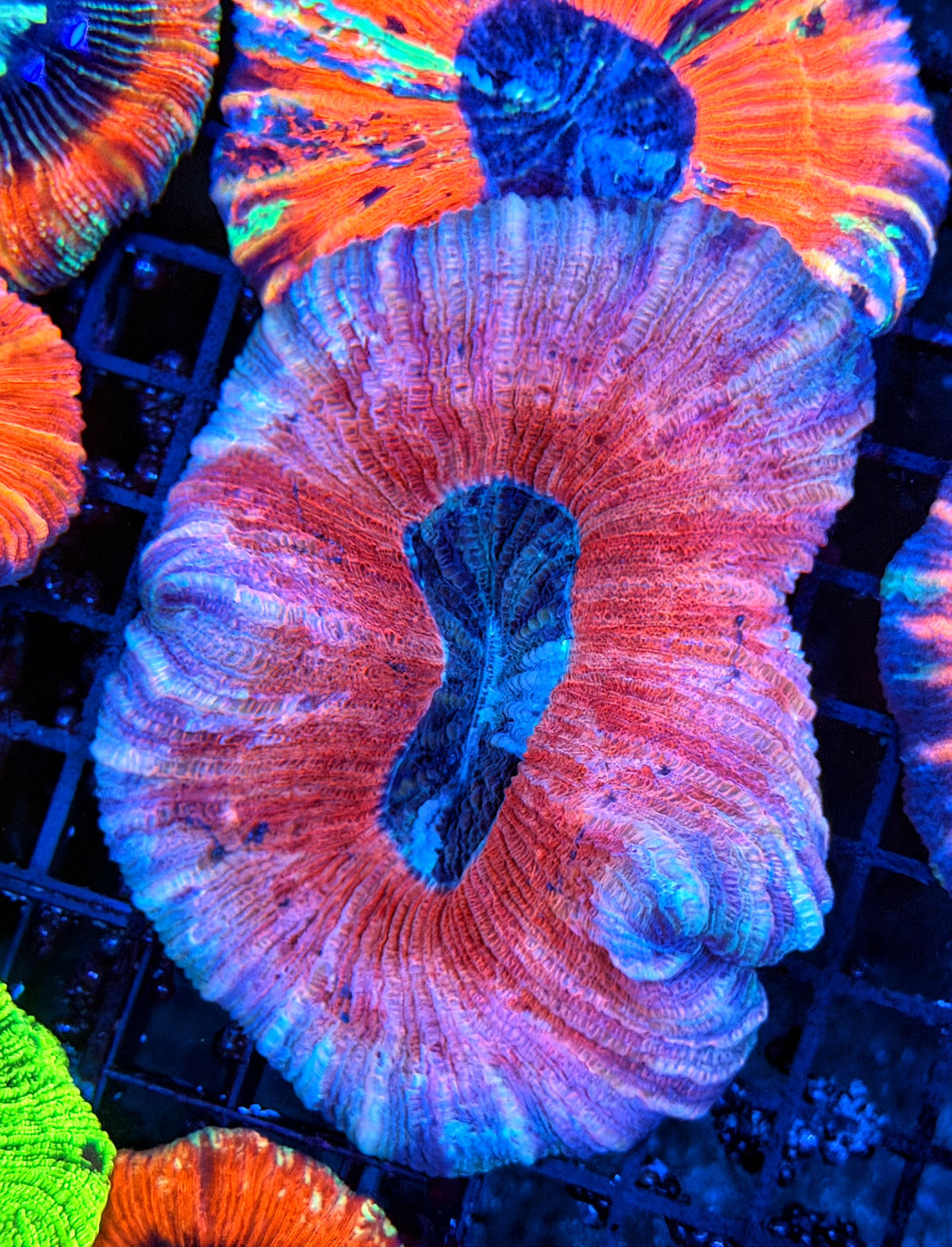 Rainbow trachy
