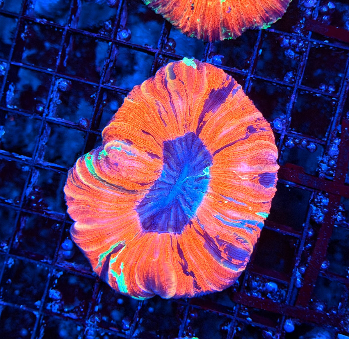 Rainbow trachy