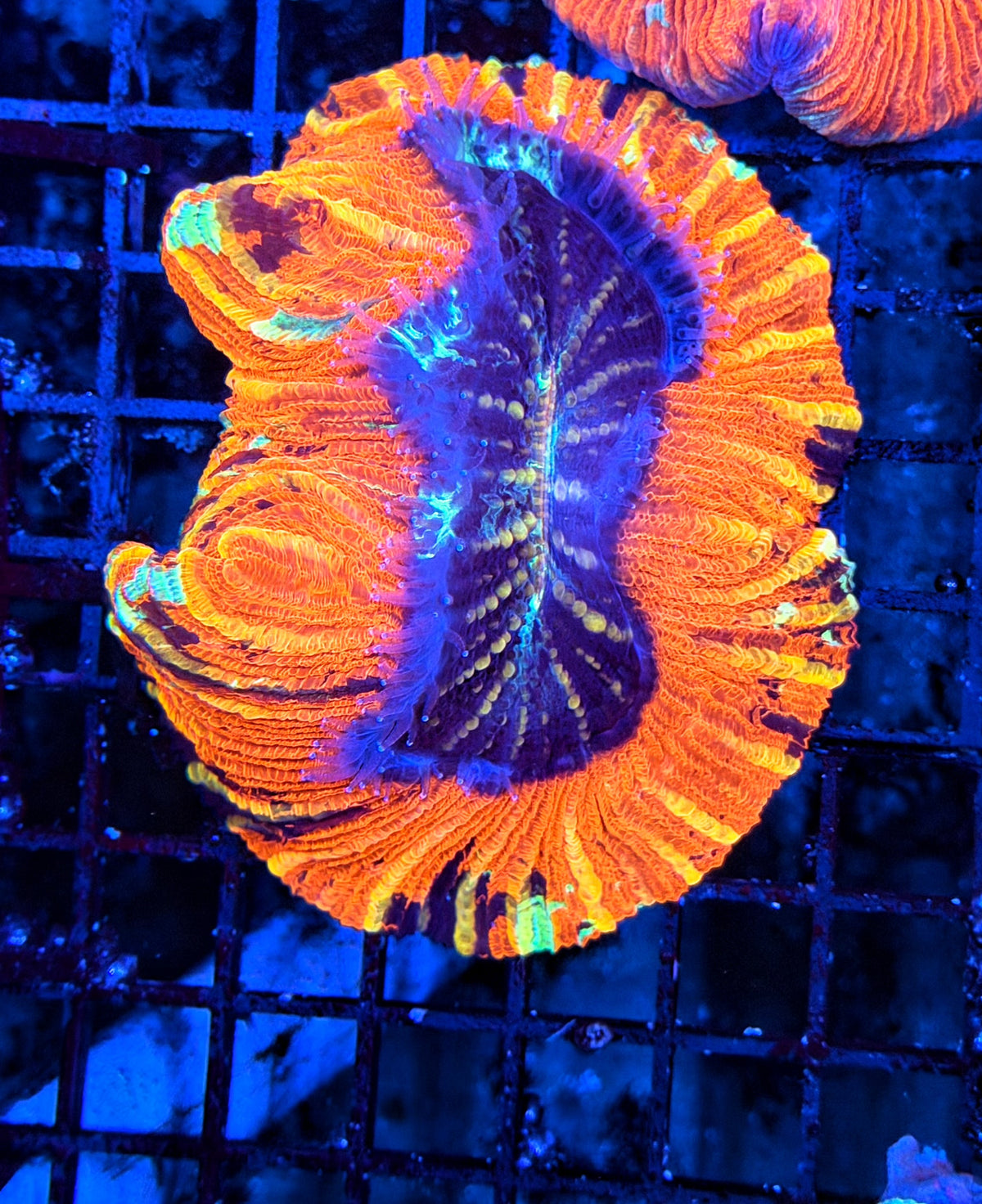 Rainbow trachy