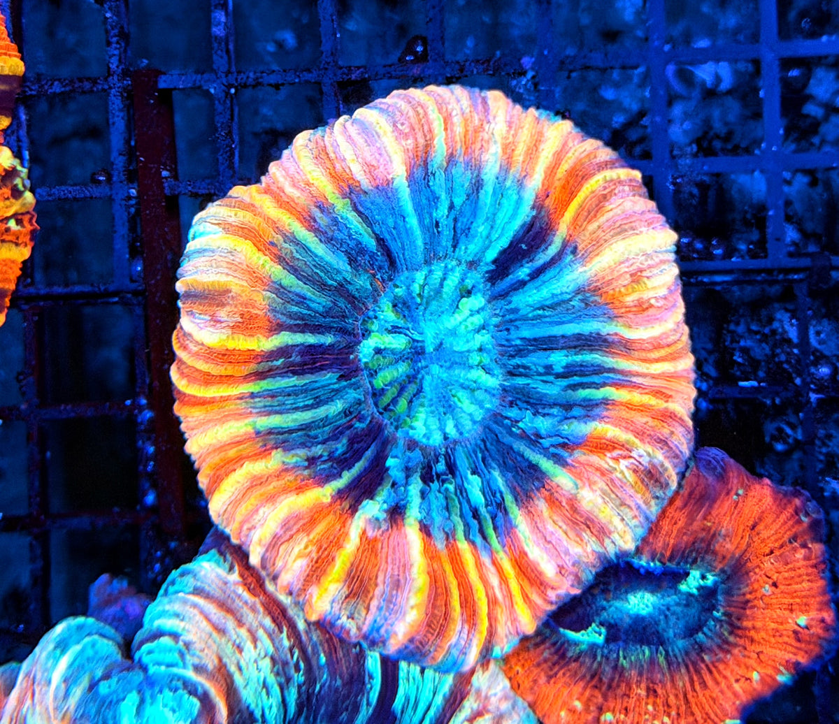 Rainbow trachy