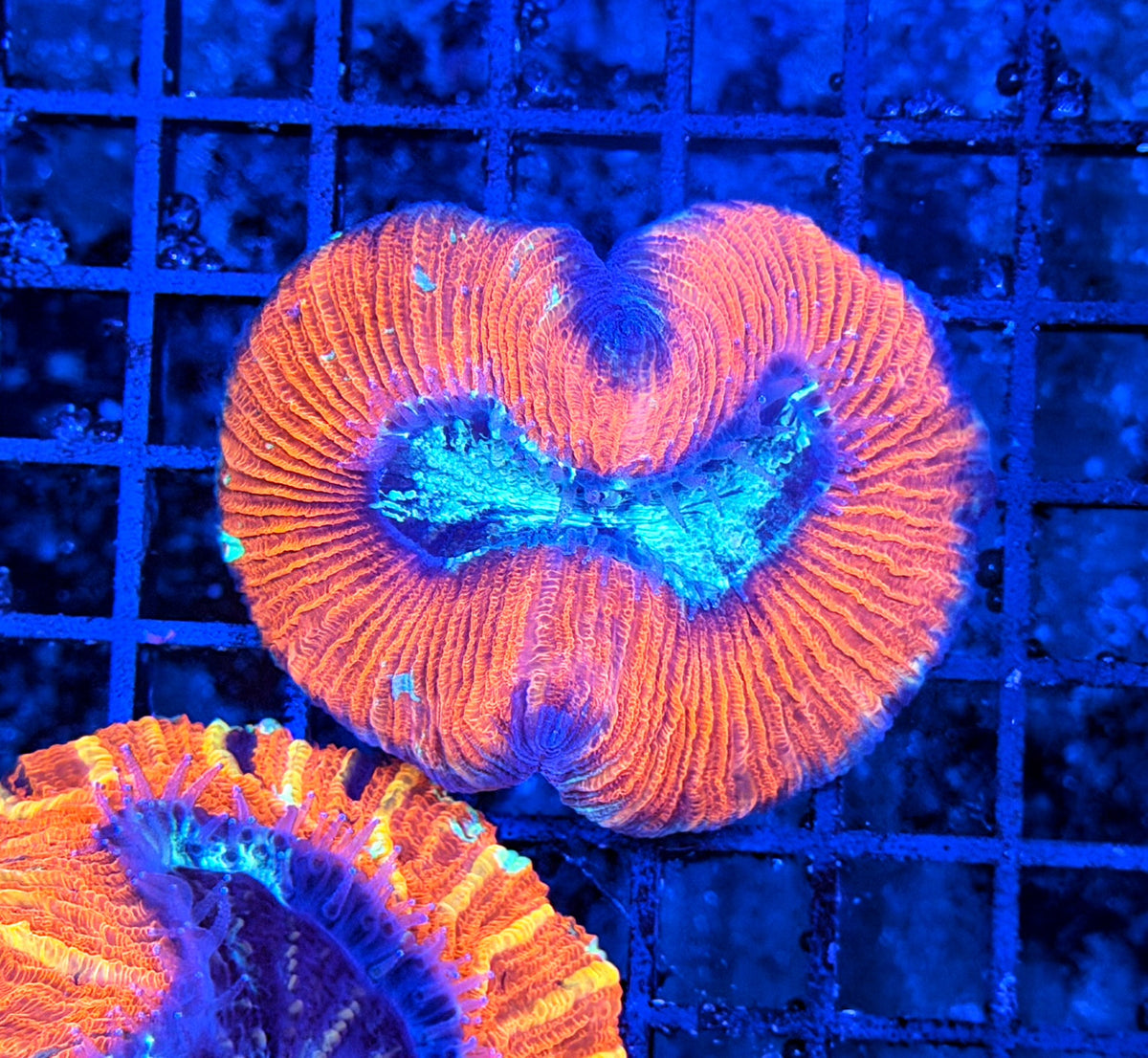 Rainbow trachy