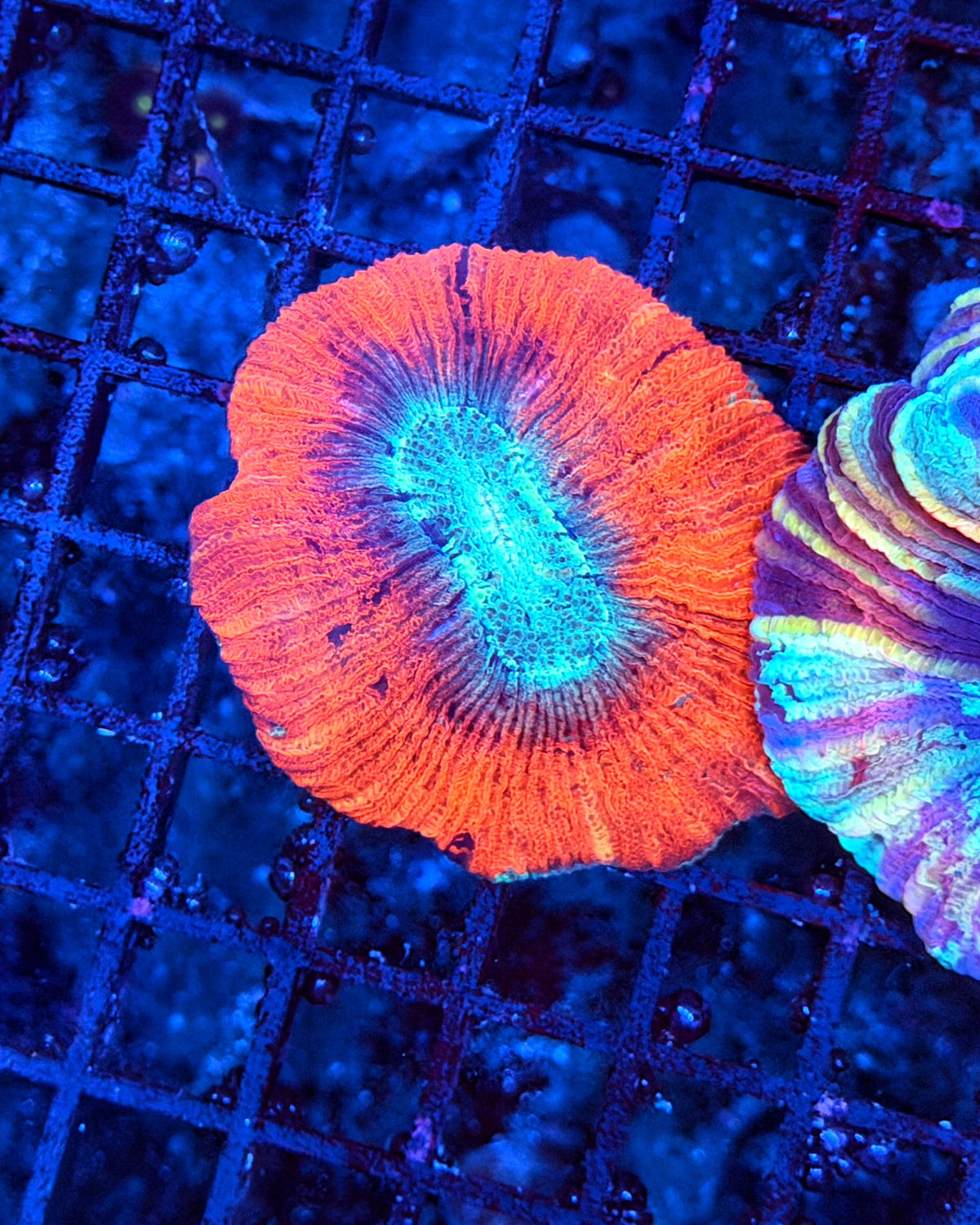Rainbow trachy