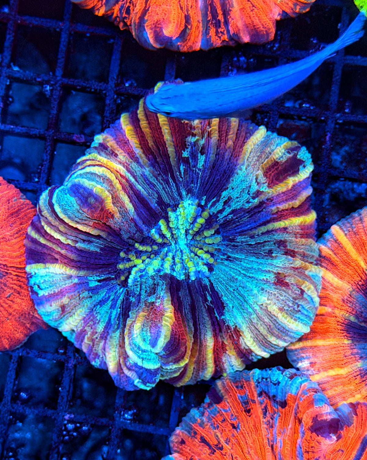 Rainbow trachy