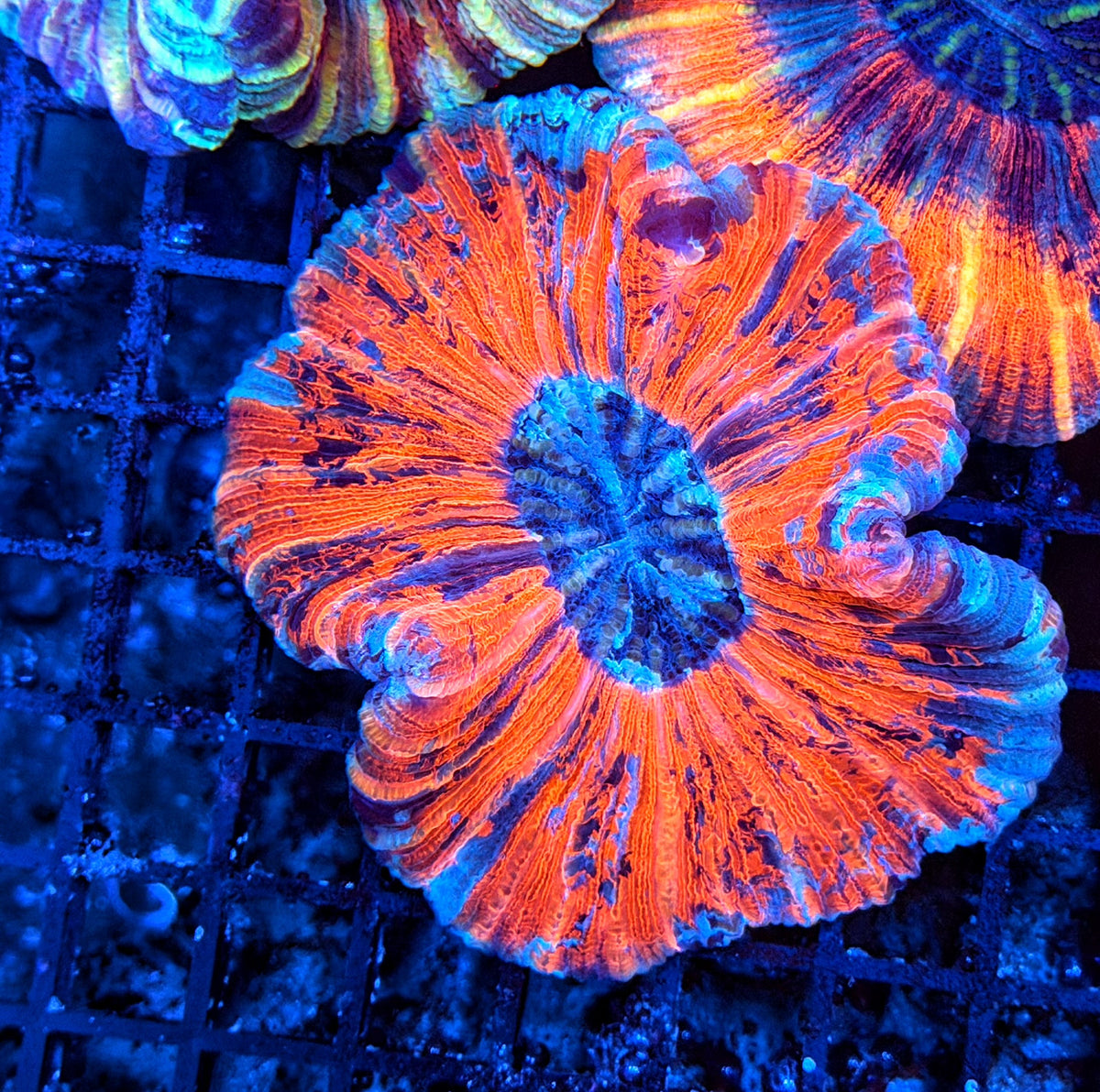 Rainbow trachy