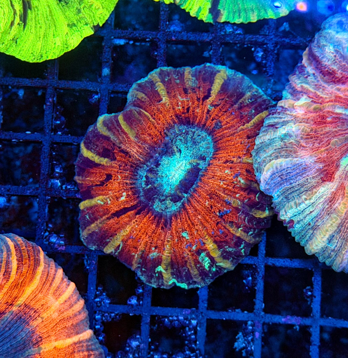 Rainbow trachy