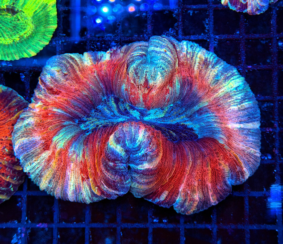Rainbow trachy