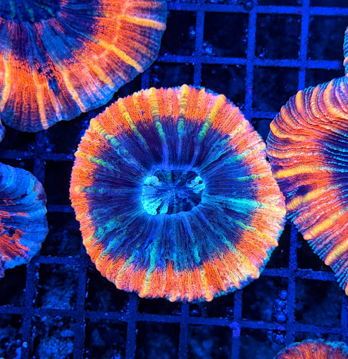 Rainbow trachy