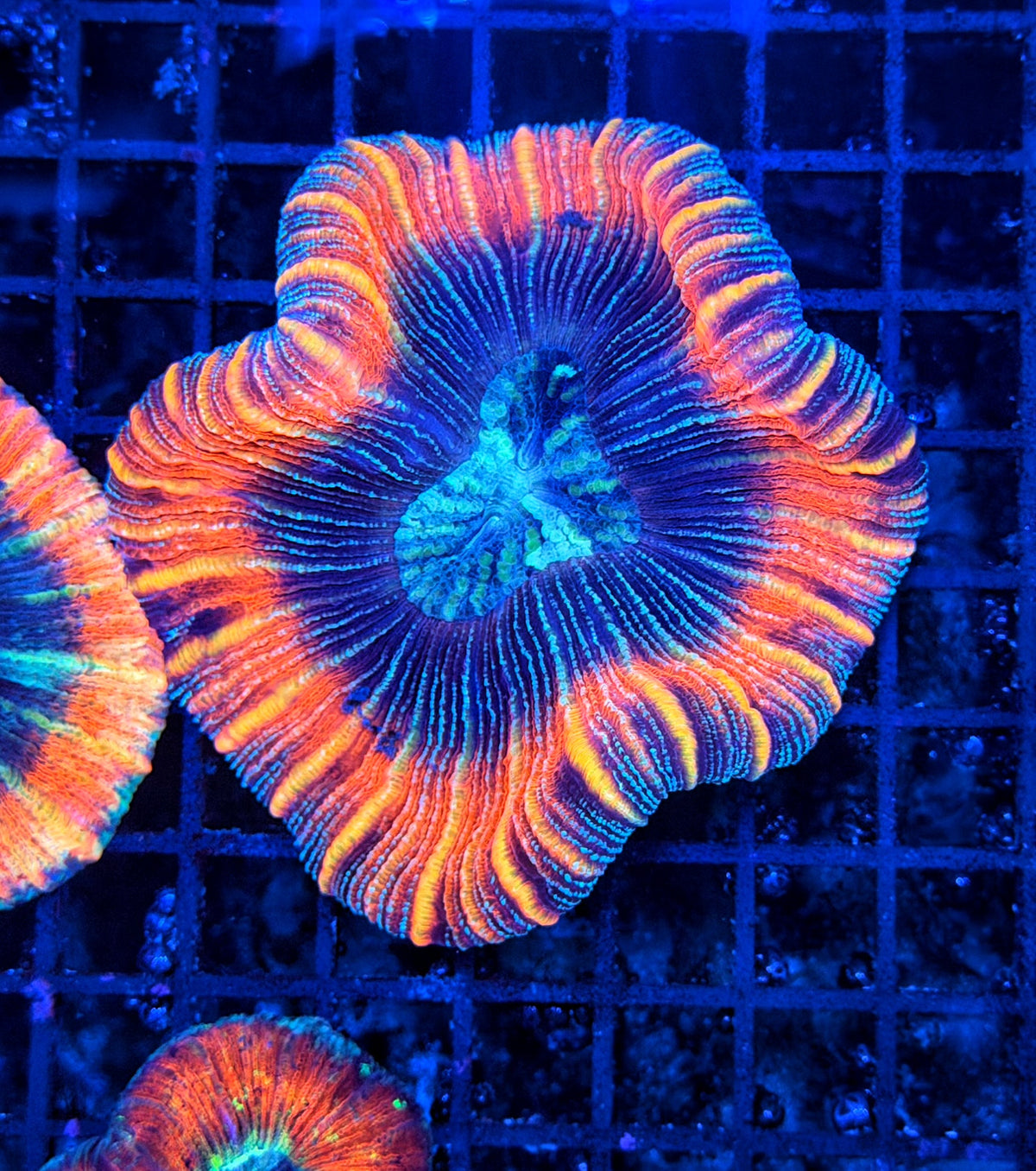 Rainbow trachy