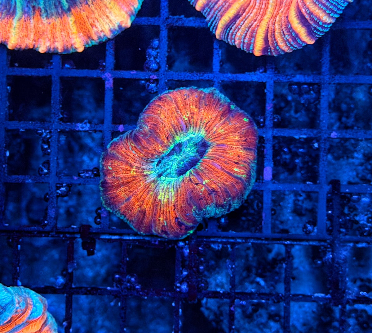 Rainbow trachy