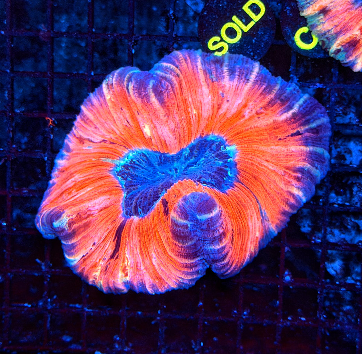 Rainbow trachy