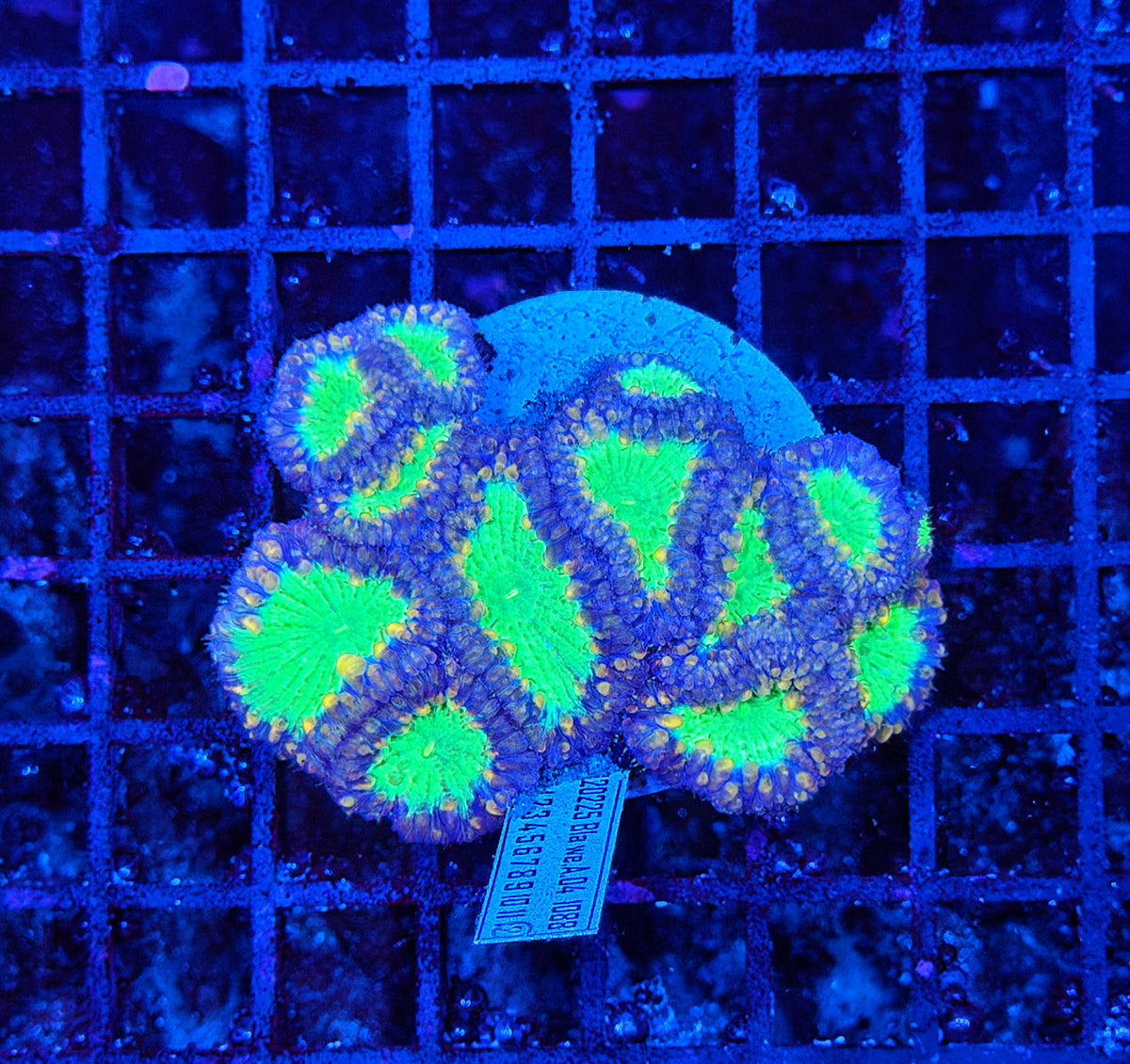 Blasto colony