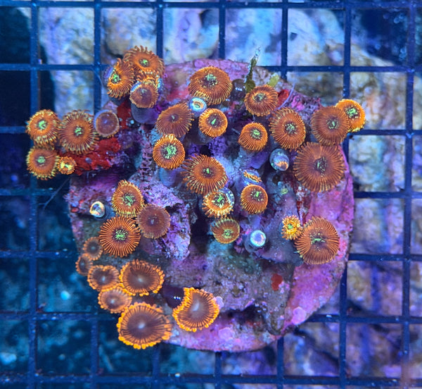 Zoa clearance