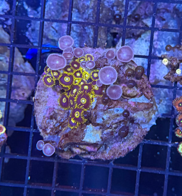 Zoa clearance