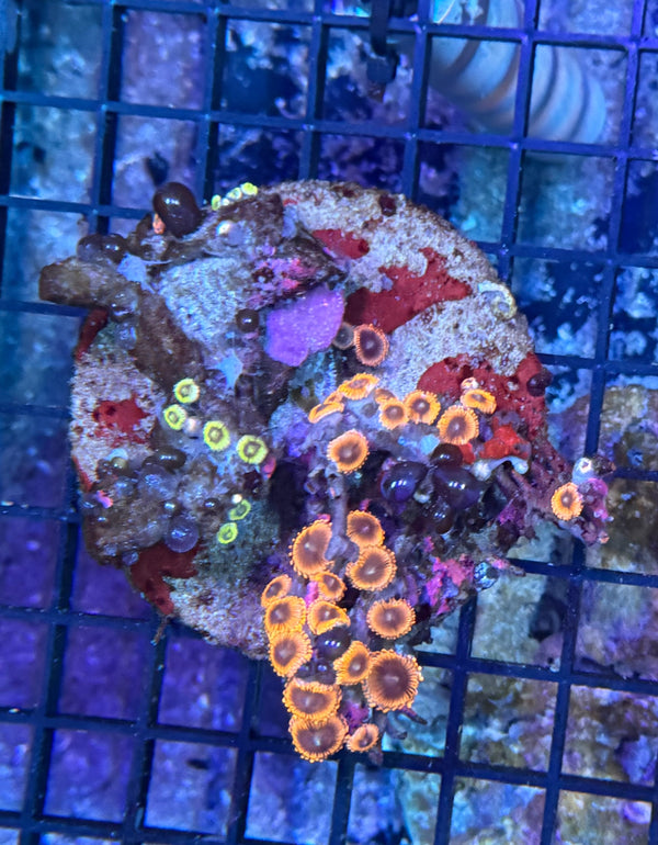 Zoa clearance