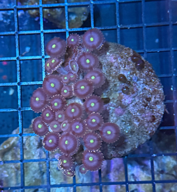 Zoa clearance