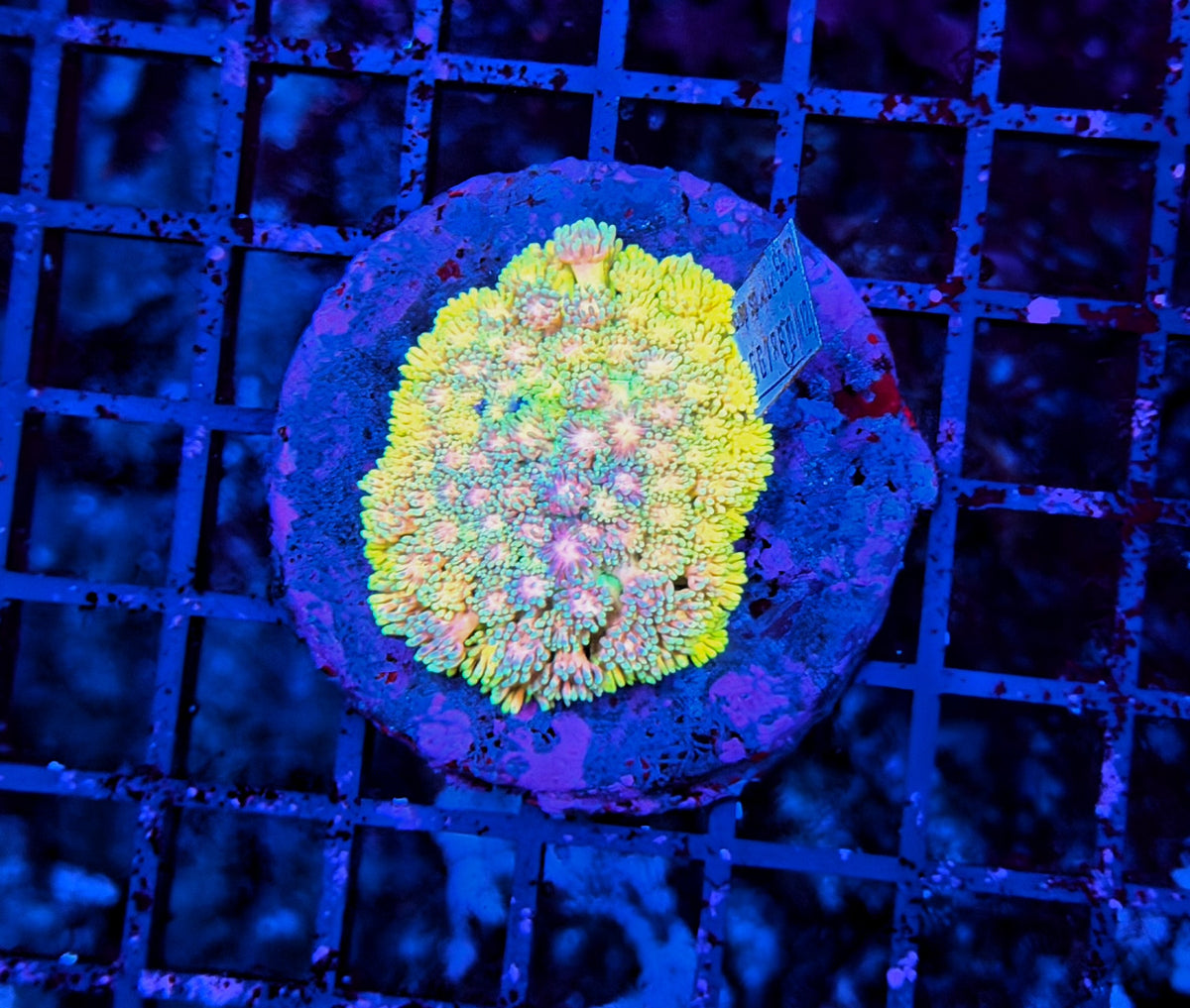 Rainbow Goni