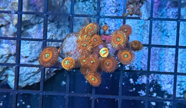 Zoa clearance