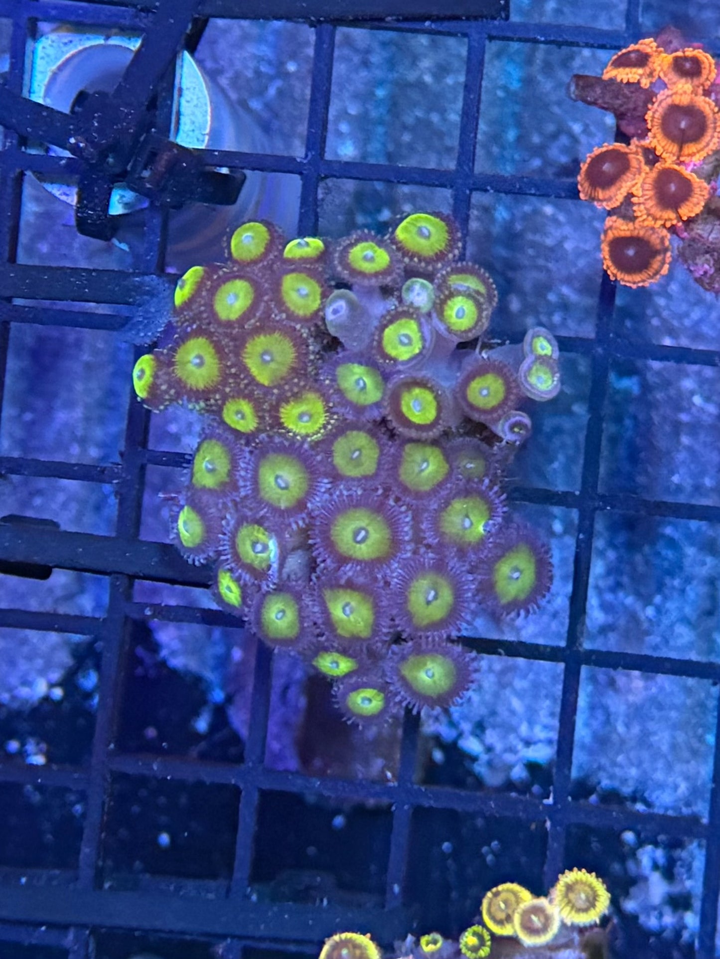 Zoa clearance