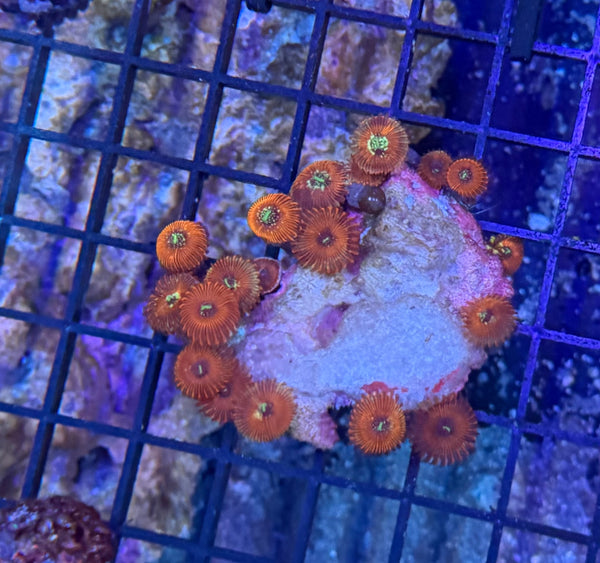 Zoa clearance