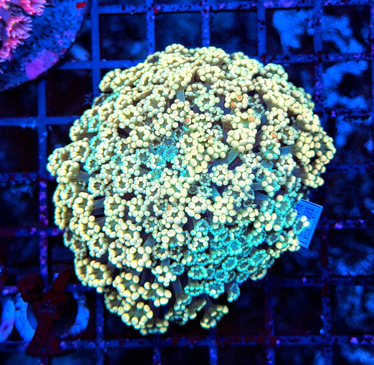 Rainbow Alve grafted style