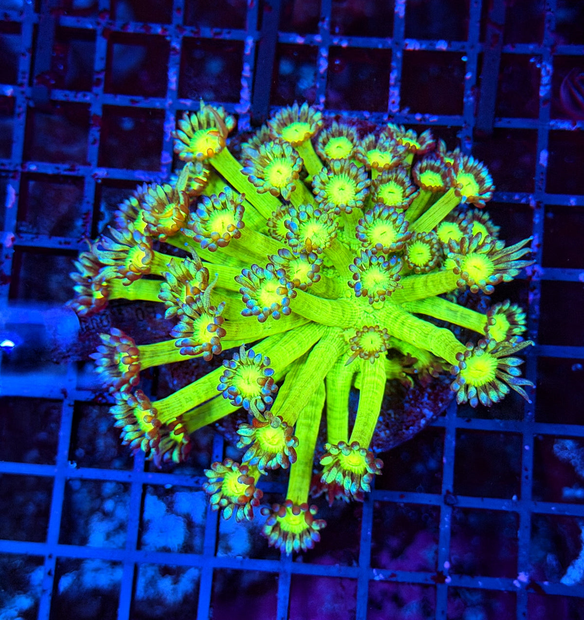 Neon Goni