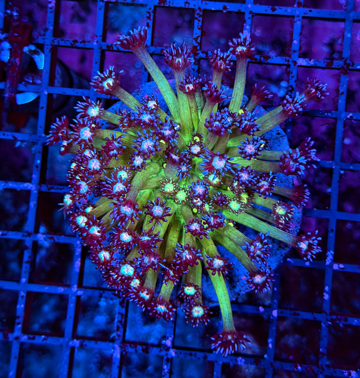 Space glitter colony