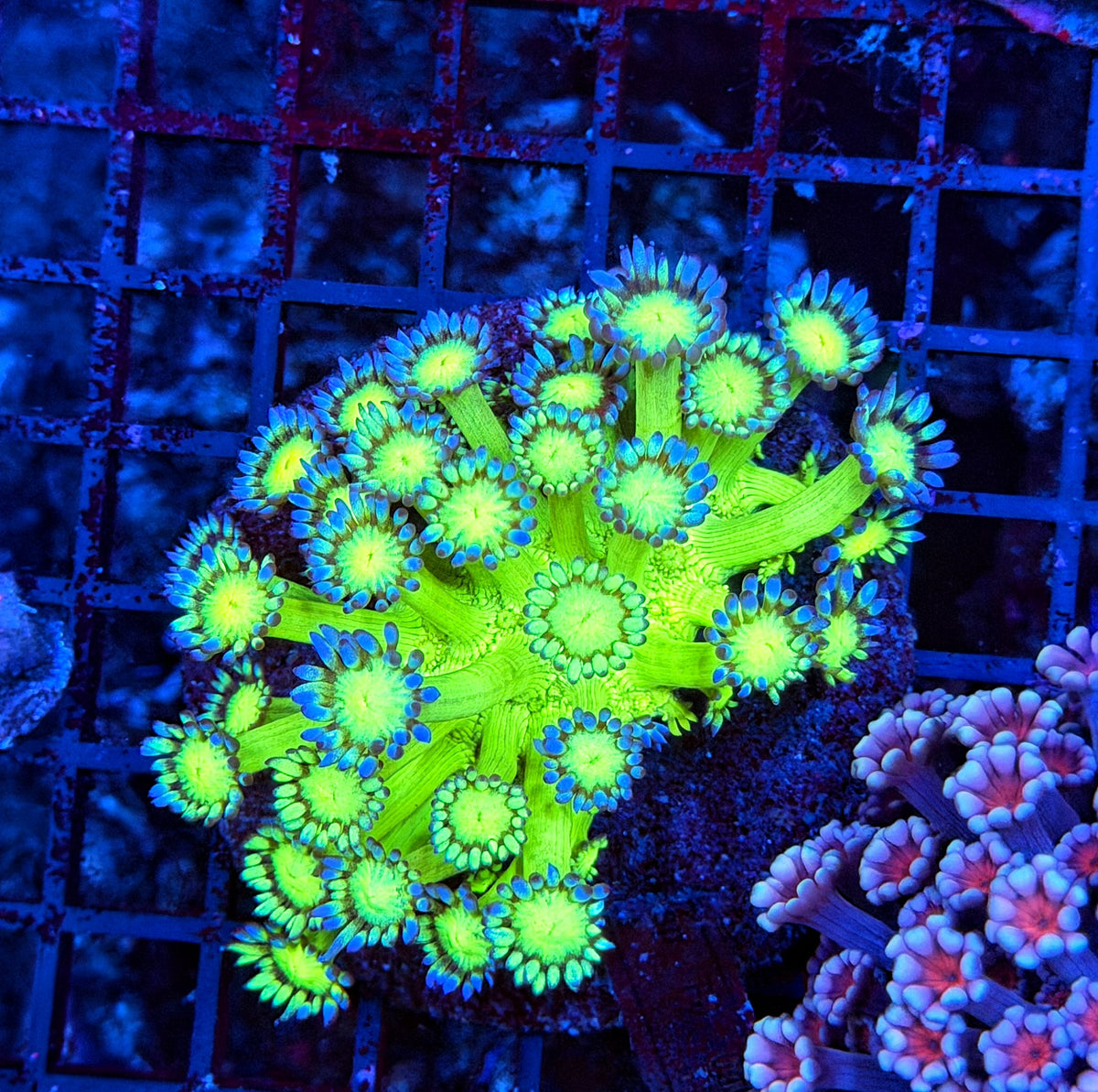 Neon Goni