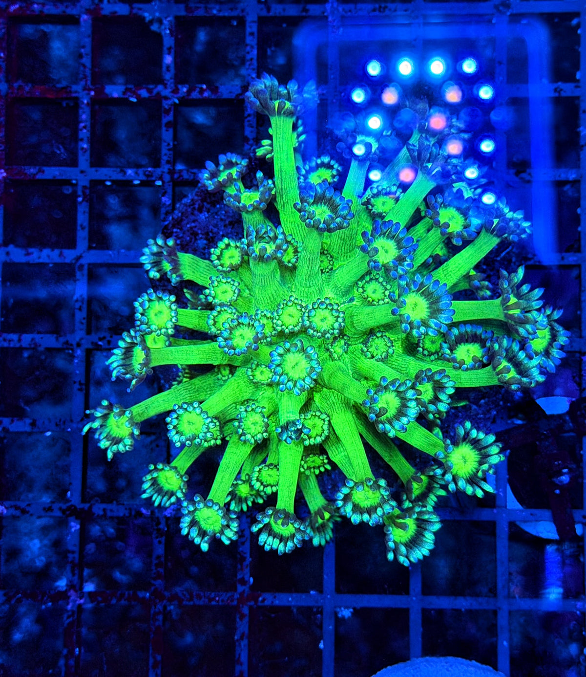 Neon Goni