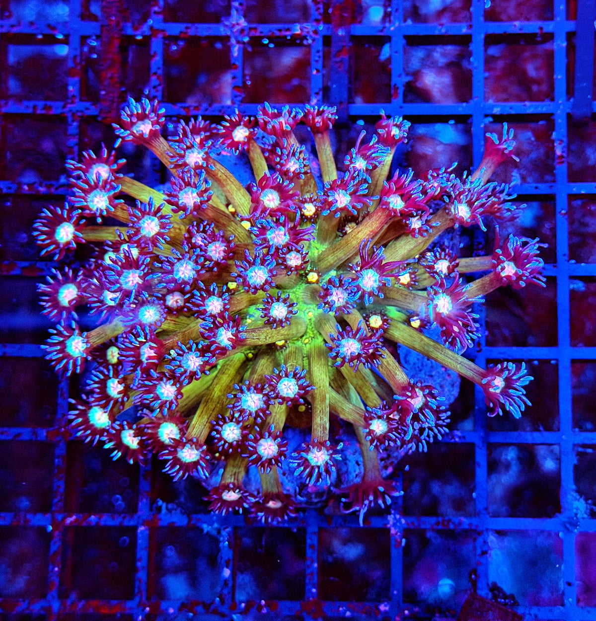 Space glitter colony