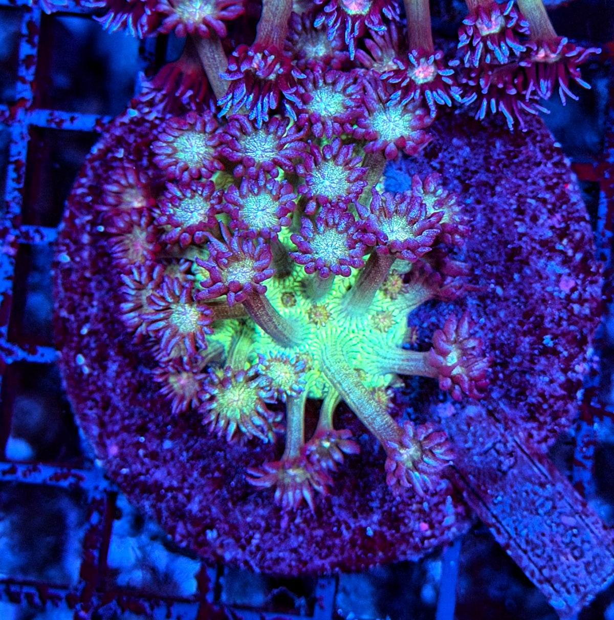 Green glitter colony small