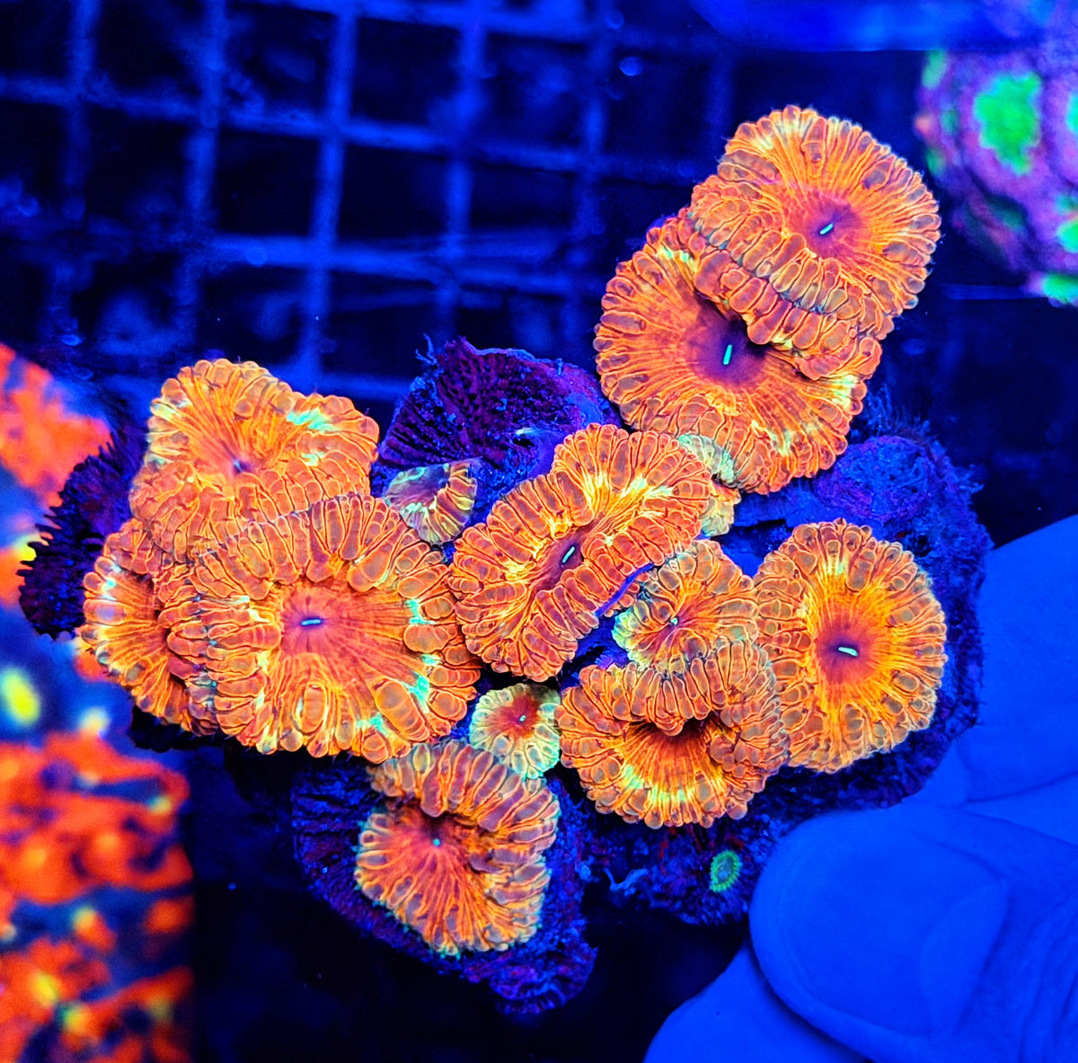 SP blasto colony
