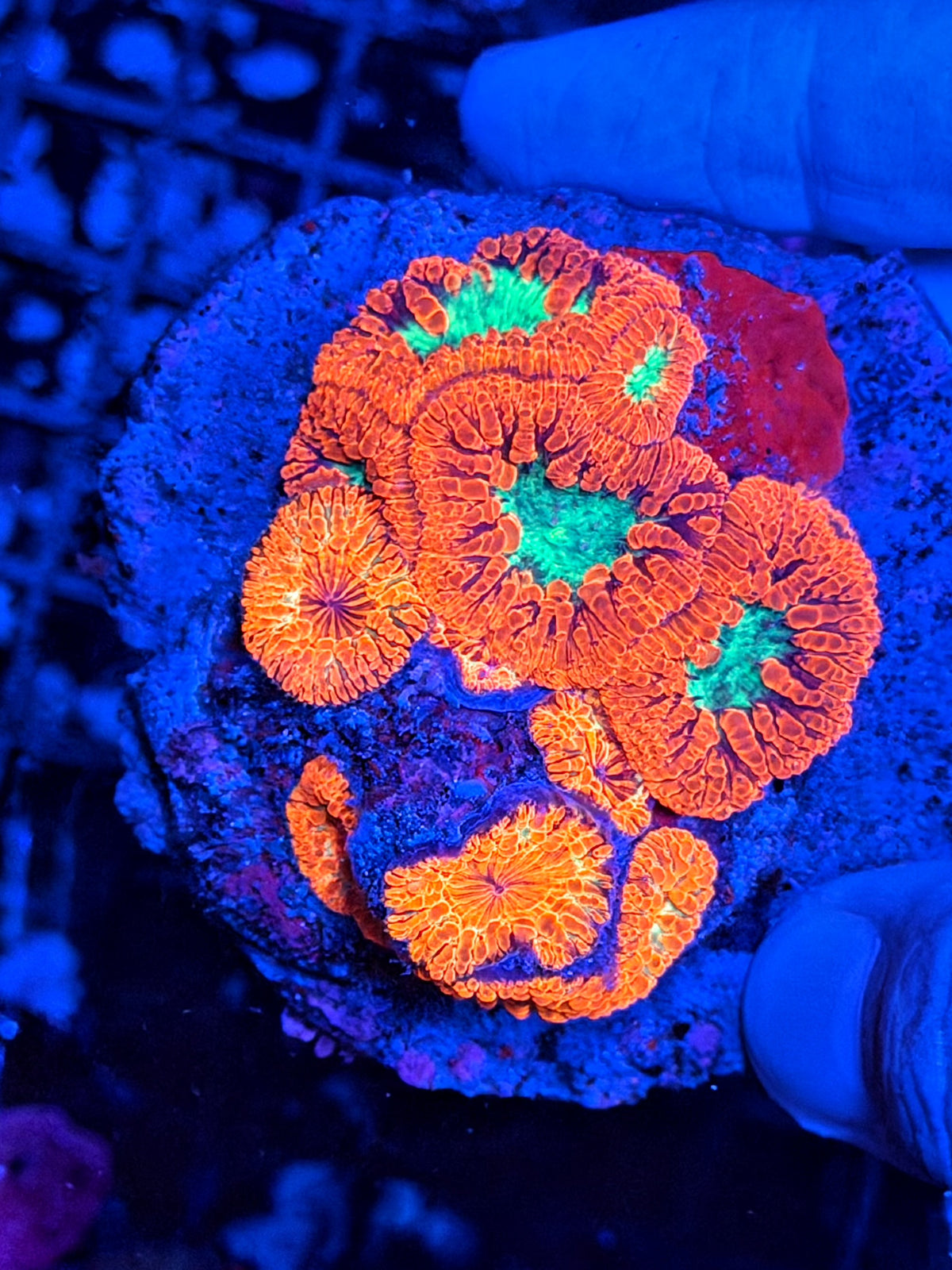 Blasto colony