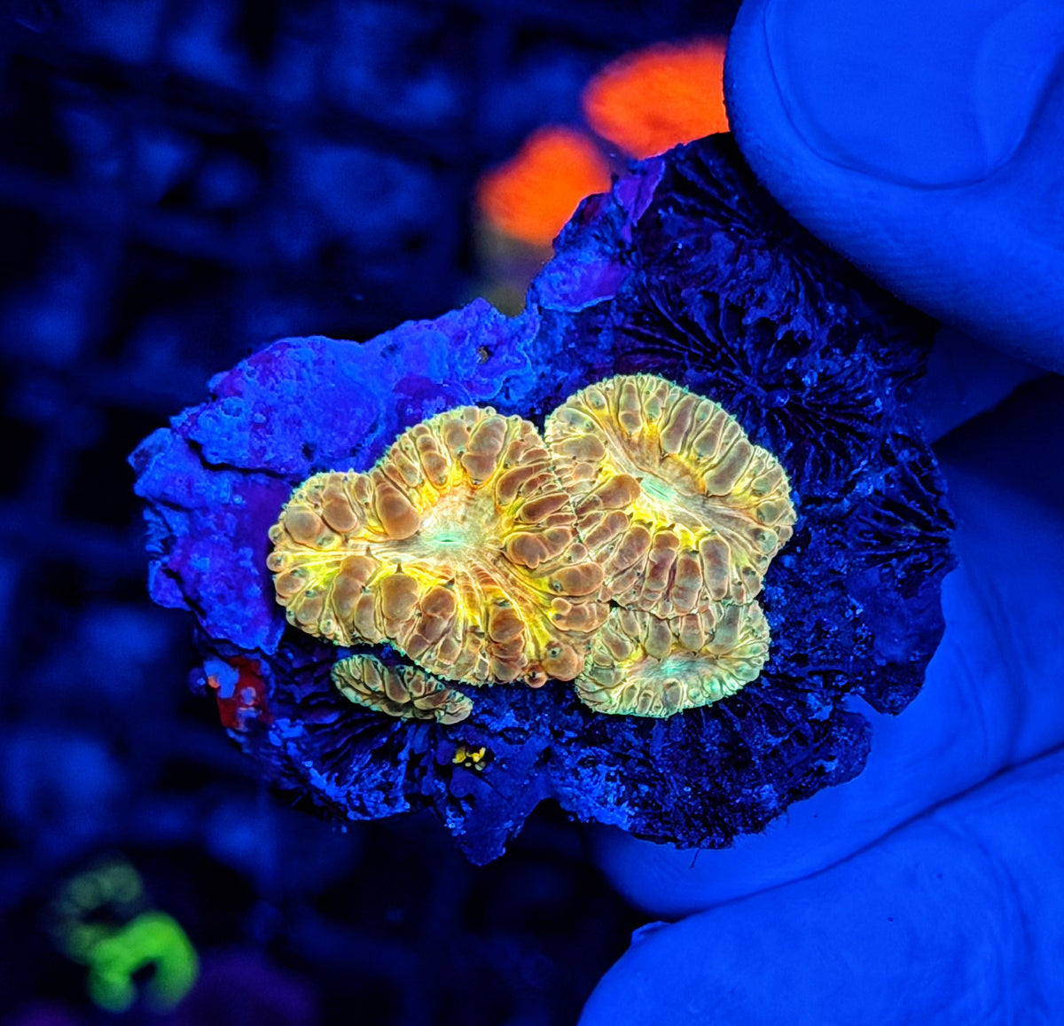 SP blasto small colony