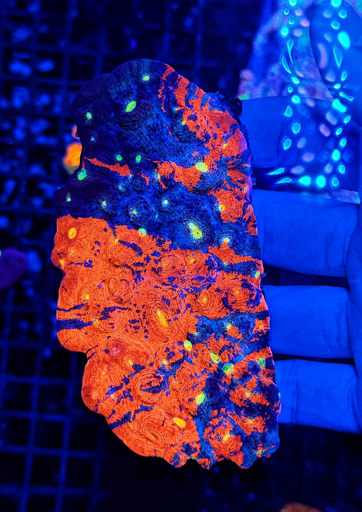 Jelly bean type chalice colony