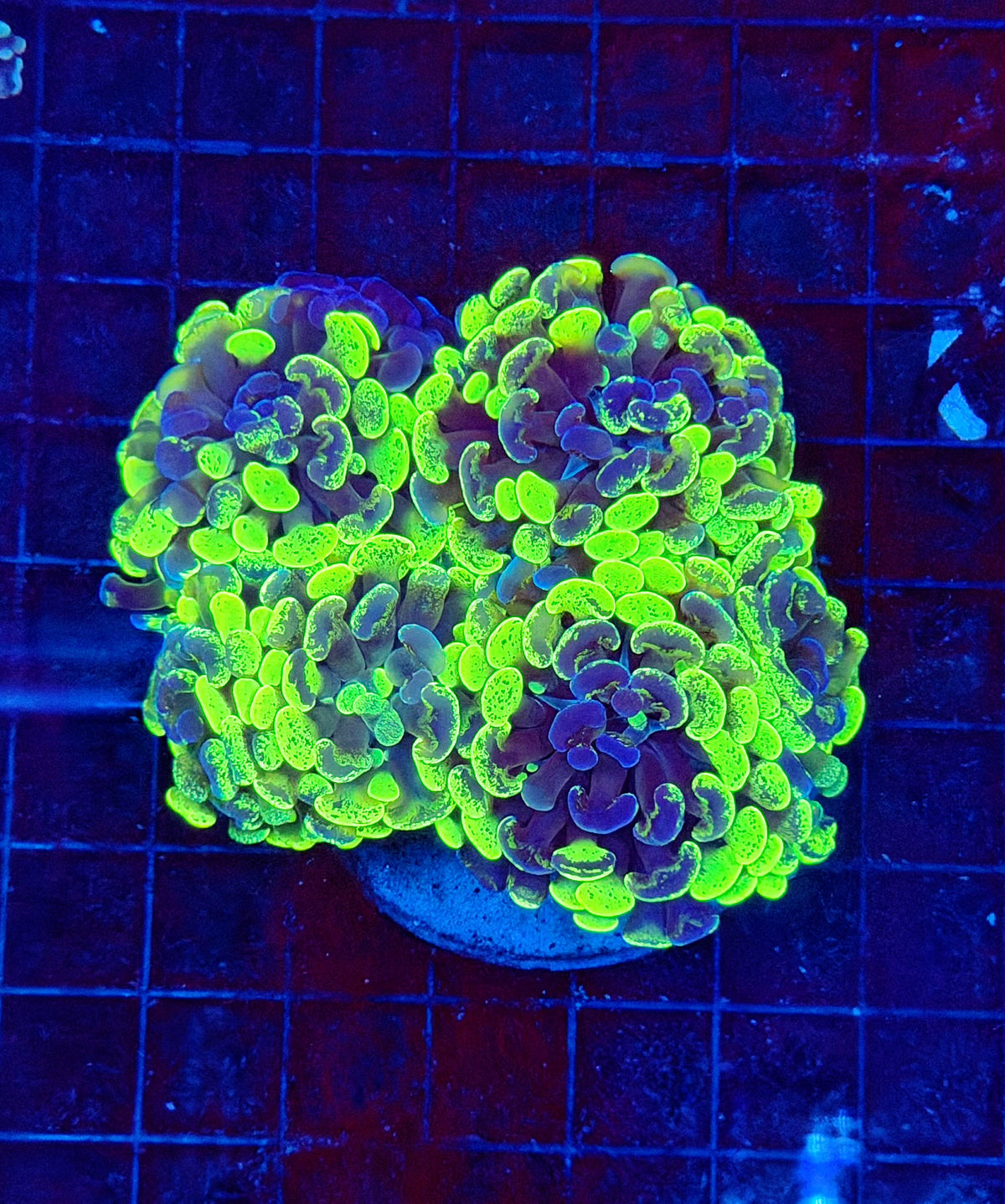 Splatter grafted hammer colony