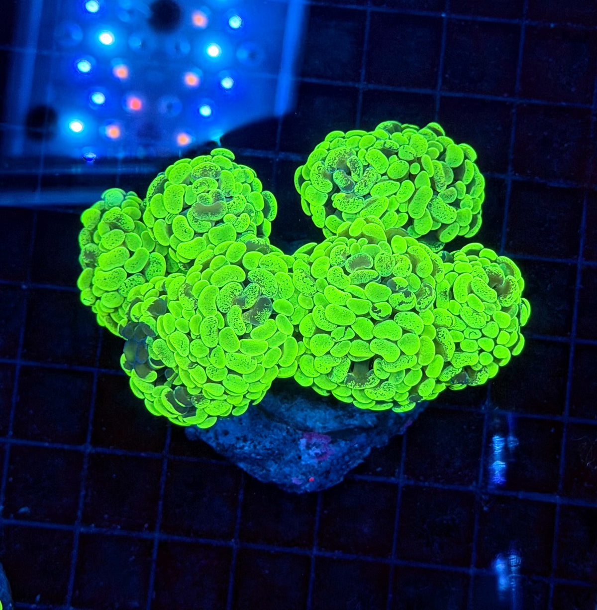 Splatter grafted hammer colony