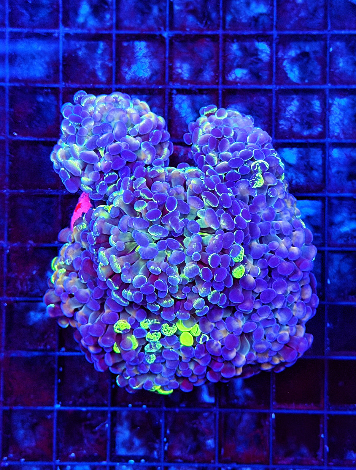 Splatter grafted hammer colony