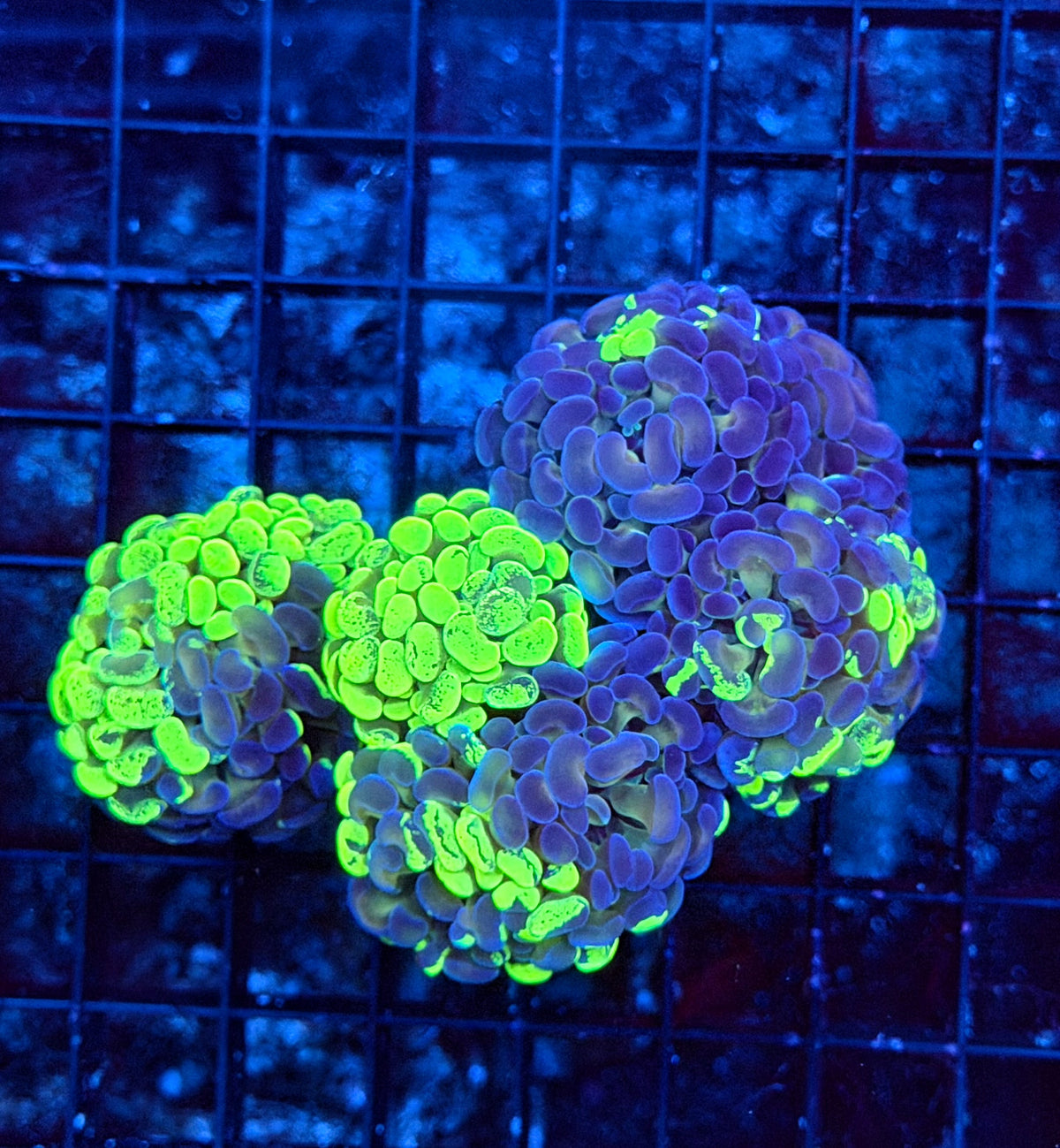 Splatter grafted hammer colony