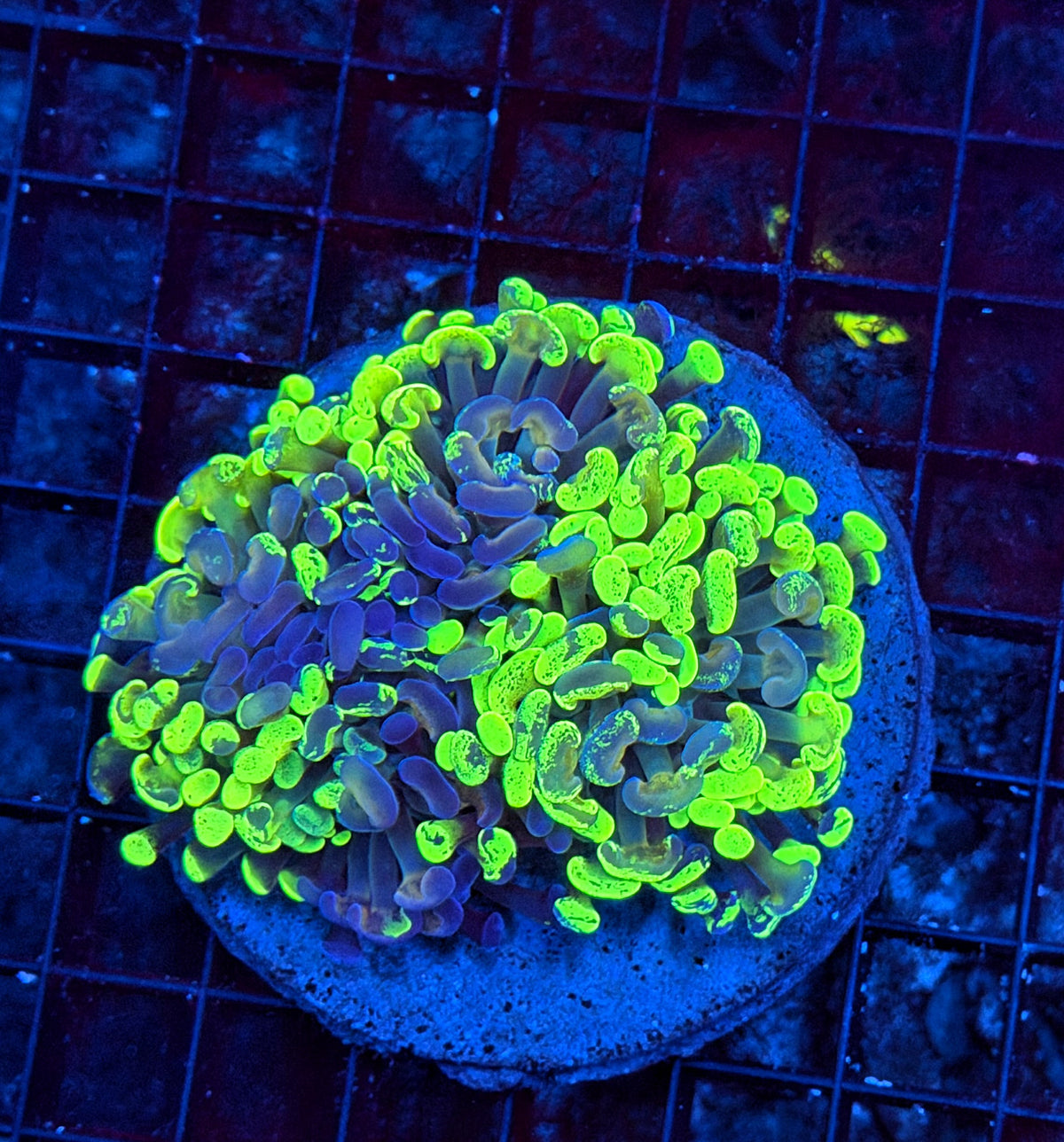 Splatter grafted hammer colony