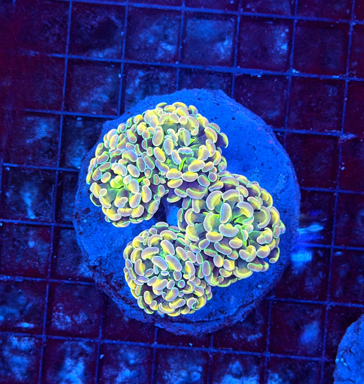 KDR rainbow hologram colony small