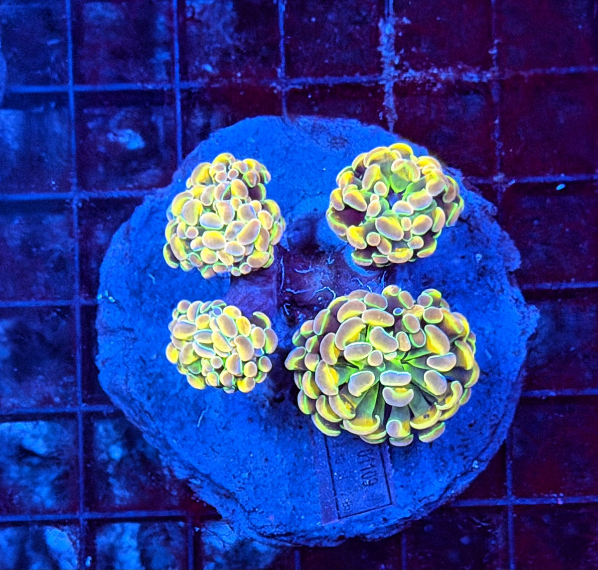 KDR rainbow hologram colony small