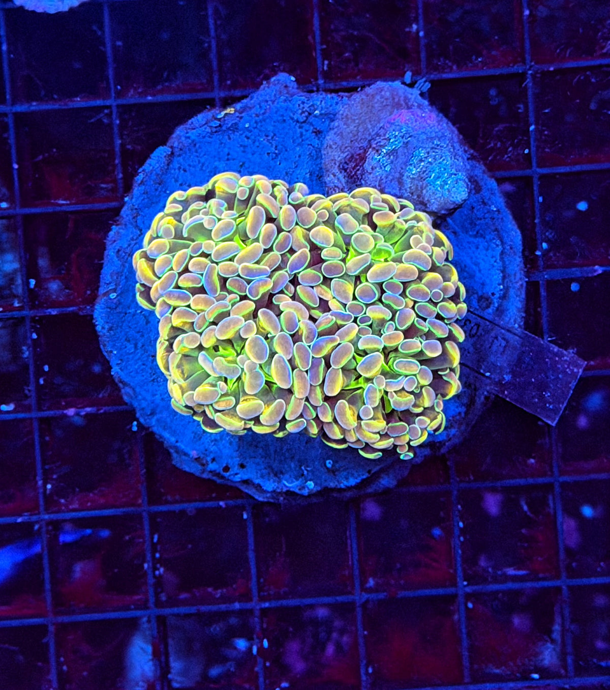 KDR rainbow hologram colony small