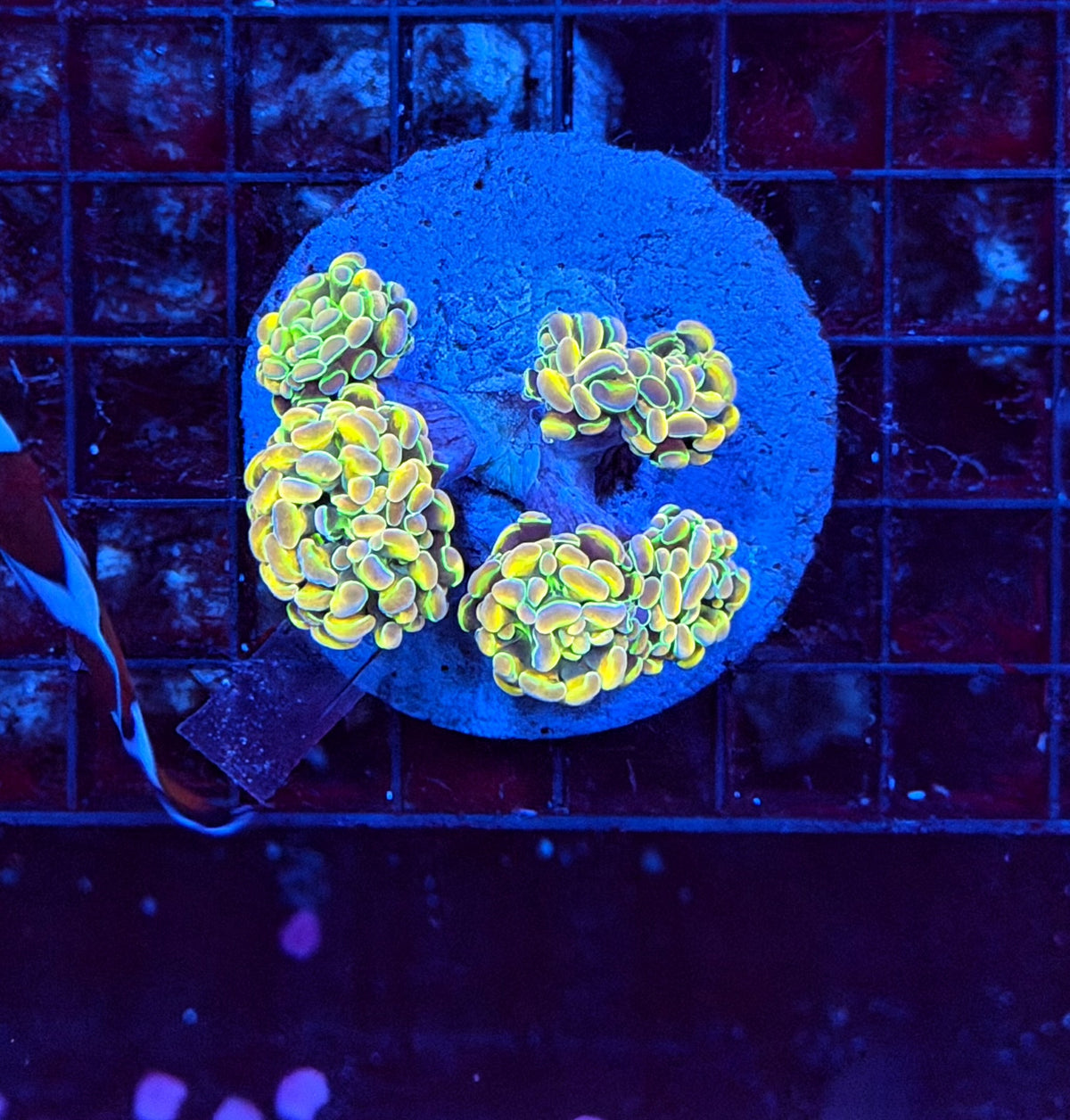 KDR rainbow hologram colony small