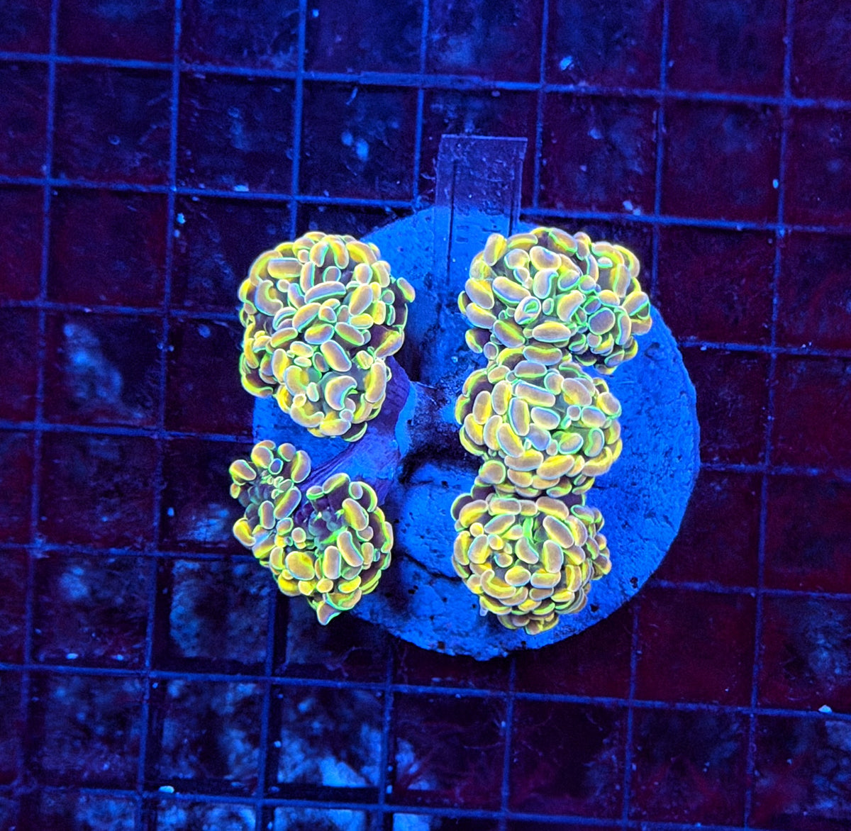 KDR rainbow hologram colony small