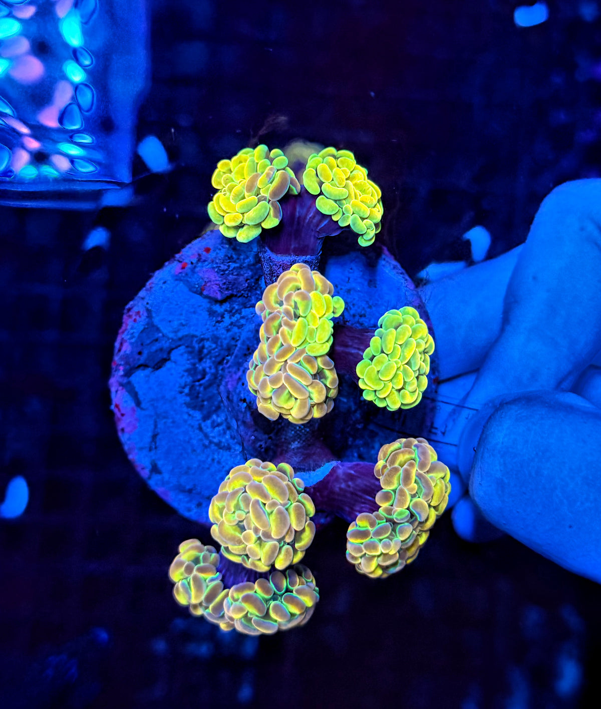 Special grafted KDR rainbow hologram colony