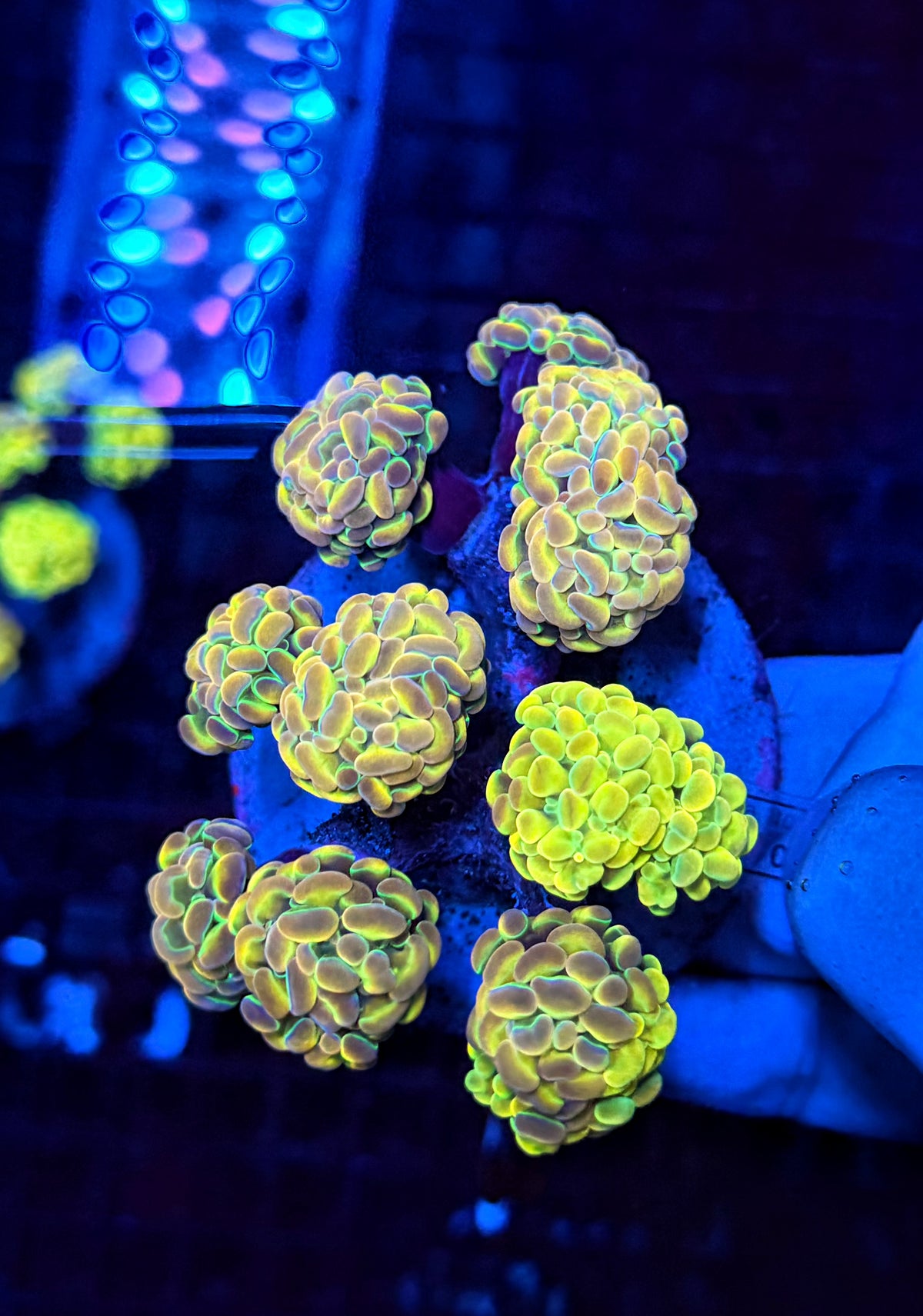 Special grafted KDR rainbow hologram colony