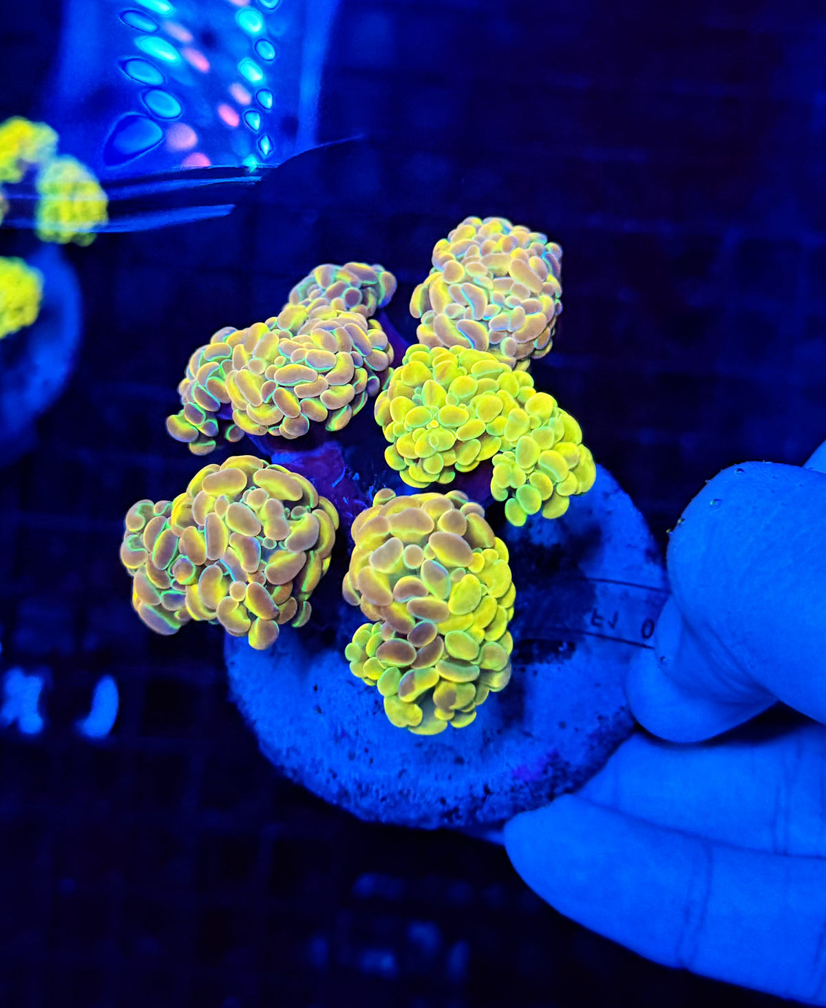 Special grafted KDR rainbow hologram colony